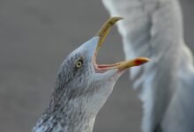 peak hour call patterns