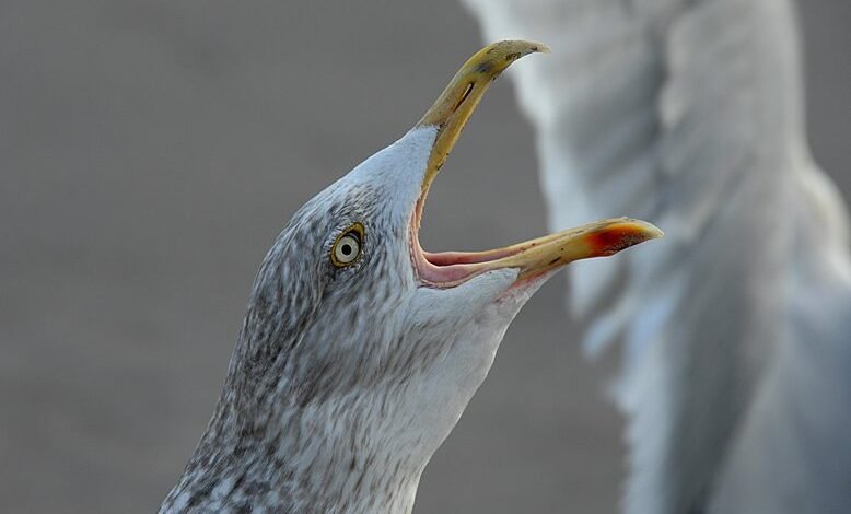 peak hour call patterns