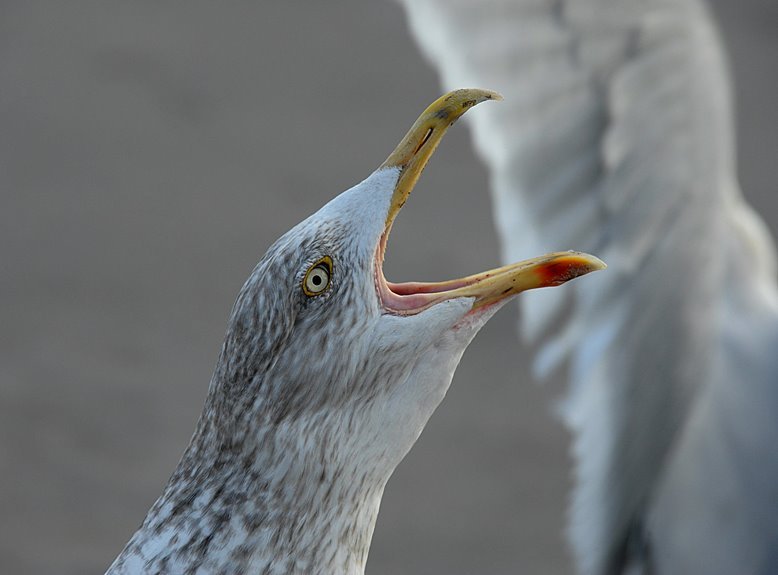 peak hour call patterns