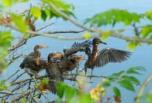 weekly call attempt analysis