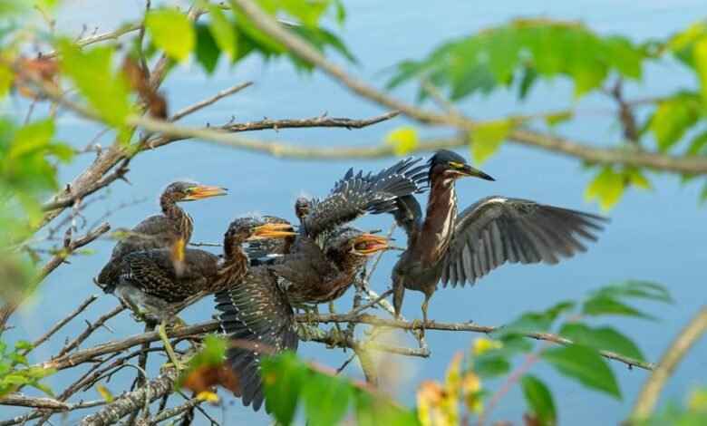 weekly call attempt analysis