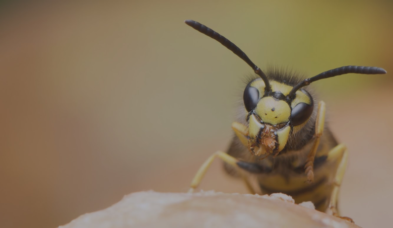 Why Hiring a Wasp Exterminator in Chelmsford is the Safest Choice