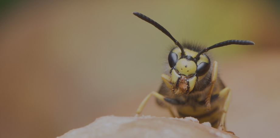 Why Hiring a Wasp Exterminator in Chelmsford is the Safest Choice